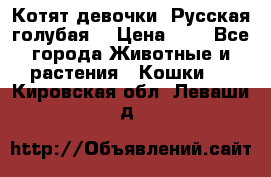 Котят девочки “Русская голубая“ › Цена ­ 0 - Все города Животные и растения » Кошки   . Кировская обл.,Леваши д.